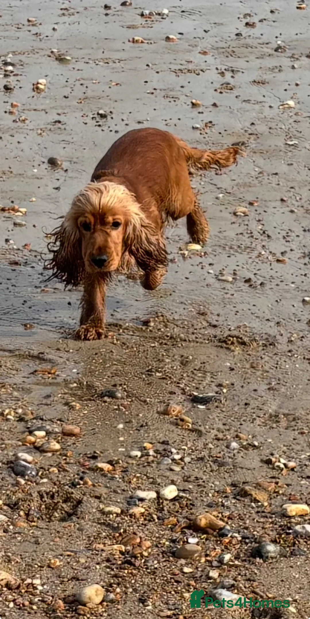 Cocker Spaniel dogs for sale: Male cockerspaniel - Advert 2