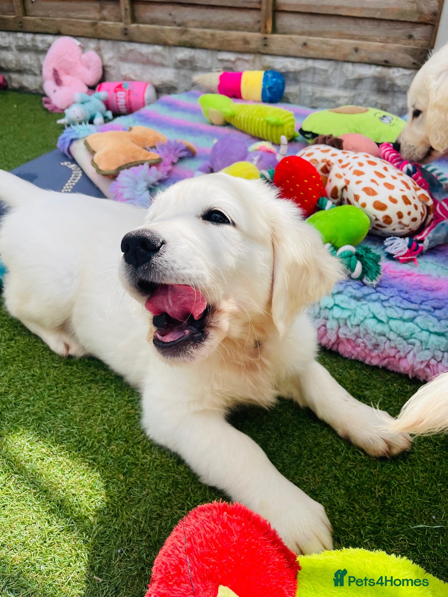 Golden Retriever dogs ⭐️Ready Now⭐️ - Advert 2