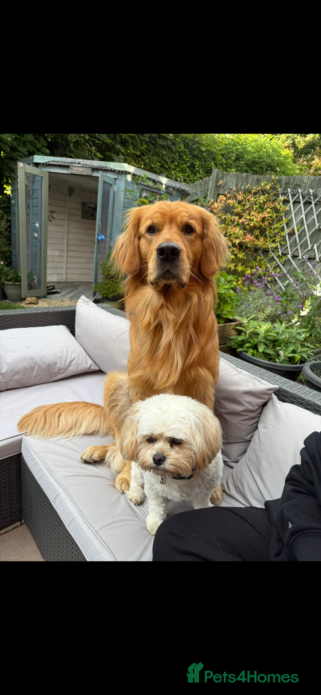 Golden Retriever dogs for stud: HANDSOME 2 YEAR OLD RED STUD - GOLDEN RETRIEVER  - Image 6