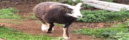 Sheep livestock for sale: This year's Soay wether lambs - Advert 2