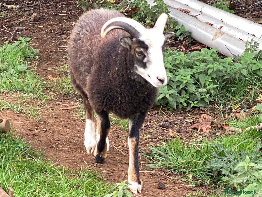 Sheep livestock for sale: This year's Soay whether lambs - Image 2