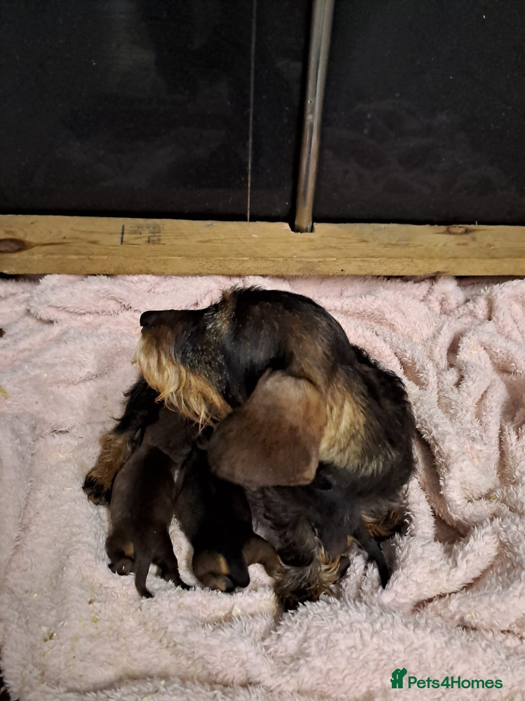 Miniature Dachshund dogs for sale: Wired hair miniature Dachshunds  - Image 5