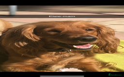 Cockapoo dogs for sale: F1 Golden Cockerpoo puppies - Image 2