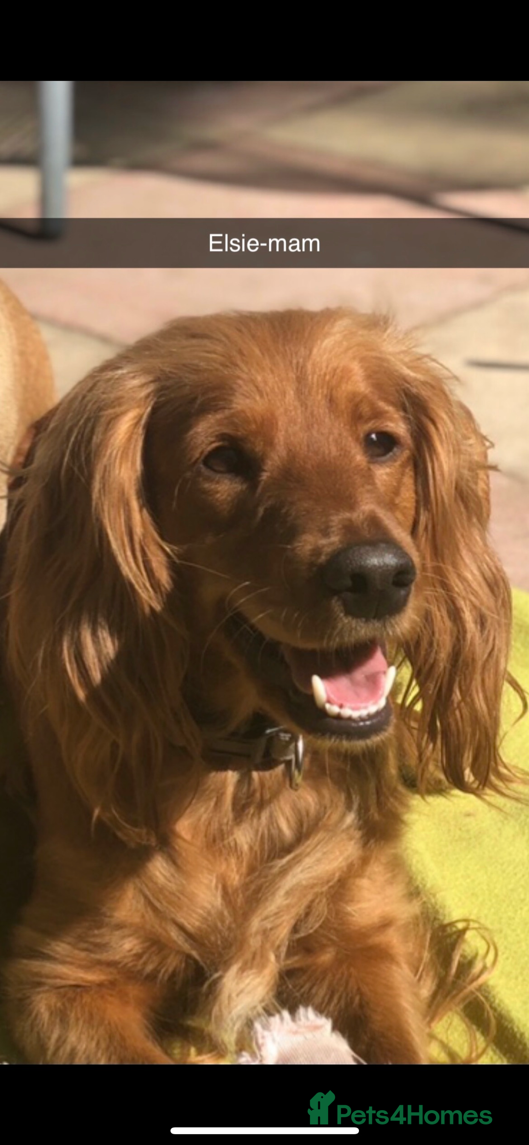 Cockapoo dogs for sale: F1 Golden Cockerpoo puppies - Image 2