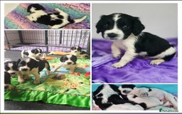 English Springer Spaniel dogs for sale: ⭐️ Ready Stunning KC DNA Vetted, home Ess Pups ⭐️ - Image 2