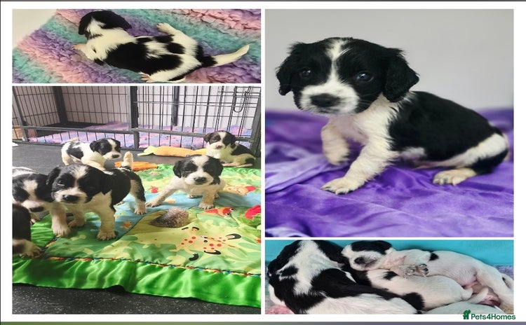English Springer Spaniel dogs - Advert 15