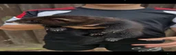 Ferret rodents for sale: Silly tame ferrets for sale in Boston - Advert 1