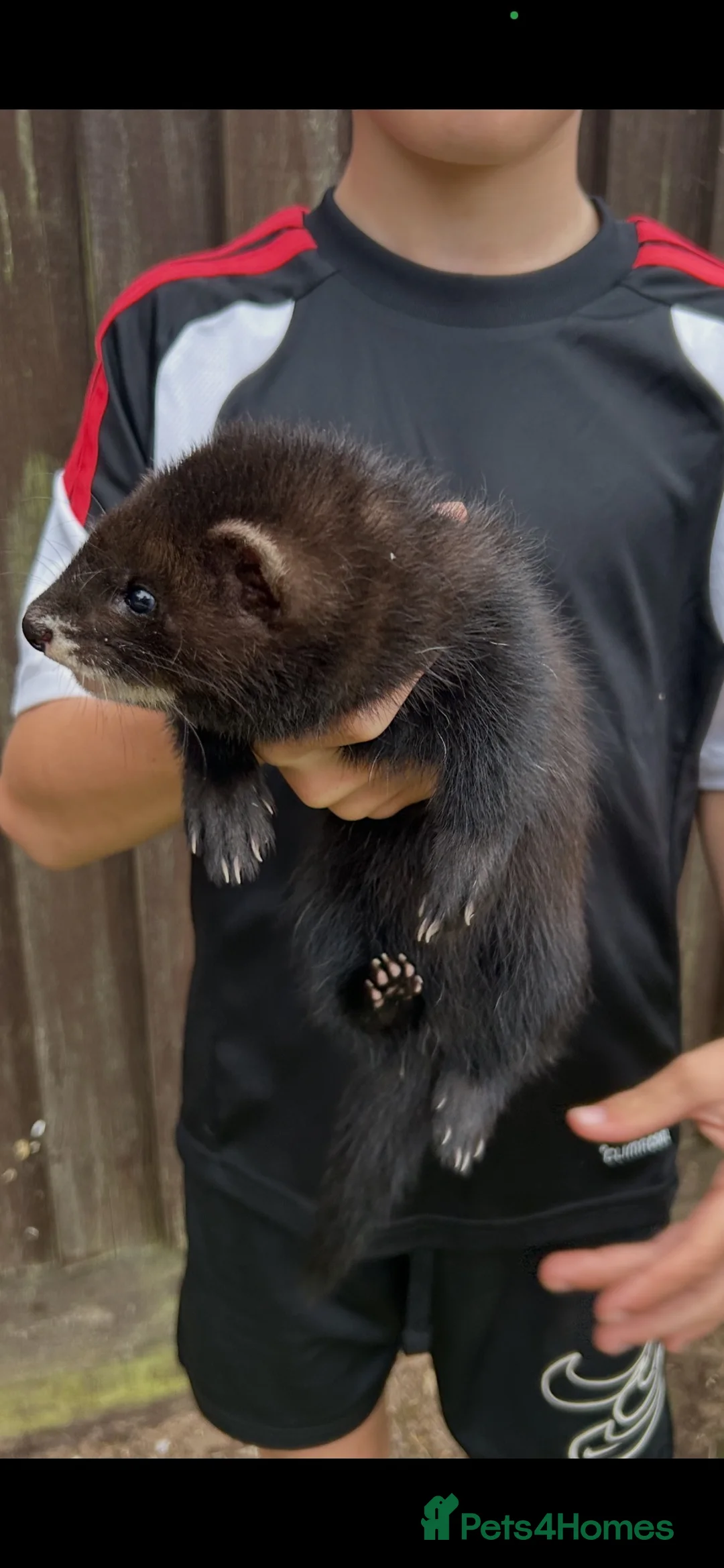 Ferret rodents for sale: Silly tame ferrets for sale in Boston - Advert 1