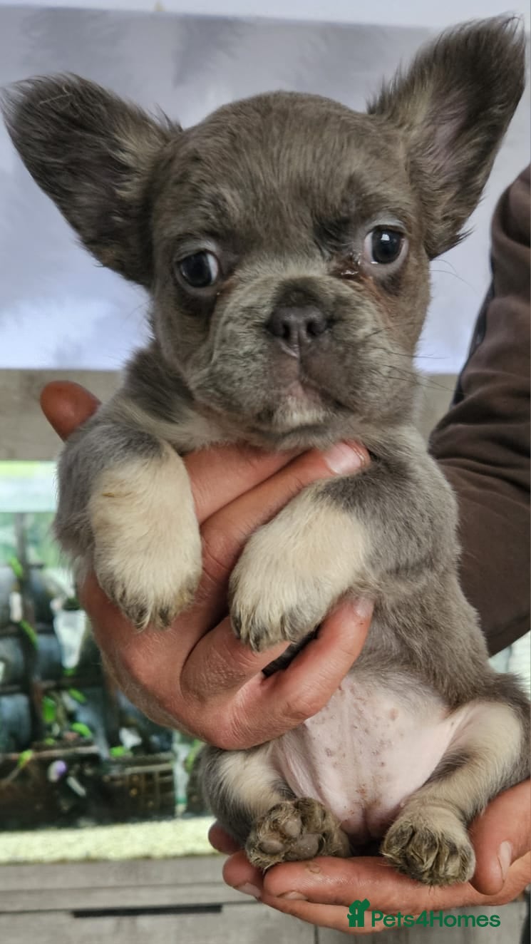 French Bulldog dogs 2 adorable french bulldogs - Advert 8