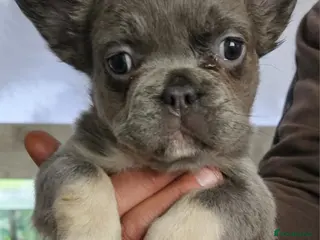 French Bulldog dogs 2 adorable french bulldogs - Advert 8