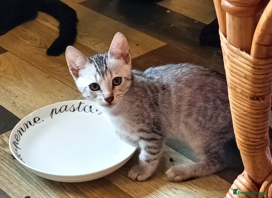 Bengal cats for sale: Bengal Mix Kittens High % Wild Asian Leopard Cat  - Image 25