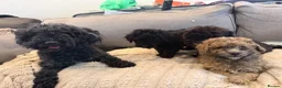 Poochon dogs for sale: Beautiful Poochon Puppies available  - Advert 17