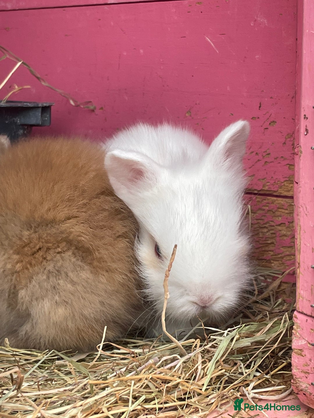 Lionhead rabbits for sale: One male left. Blue eyes. Orange and white - Image 22
