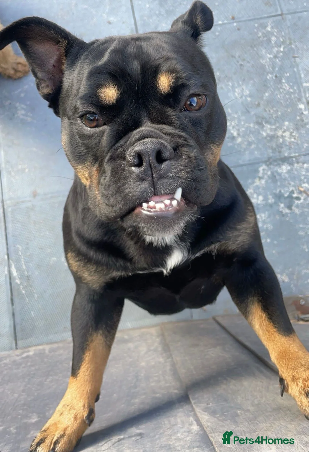 English Bulldog dogs for sale: English bulldog cute girl  in Liverpool - Advert 1