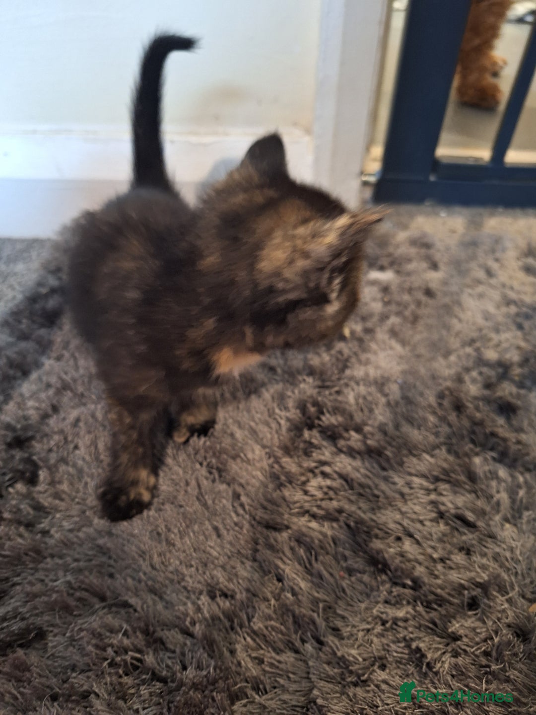 Mixed Breed cats for sale: Mix breed kittens, 1/4 ragdoll  - Advert 28