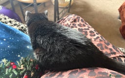 British Shorthair cats for sale: Black domestic short haired cat  - Image 2