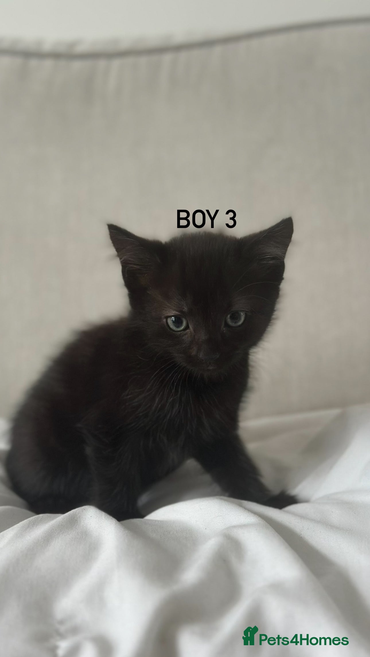Mixed Breed cats ADORABLE KITTENS FOR SALE! Tabby/Tuxedo/Black - Advert 17