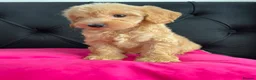 Cockapoo dogs for sale: Cockerpoo Puppies  - Advert 33