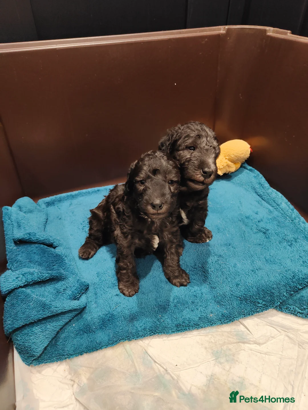 Bedlington Terrier dogs for sale: KC Registered Bedlington Terrier Pups - Advert 3