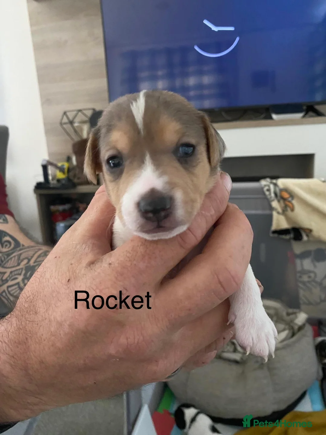 Jack Russell dogs for sale: Jack Russell puppies in Witney - Advert 5