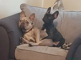 French Bulldog dogs Harper n shadow - Advert 7