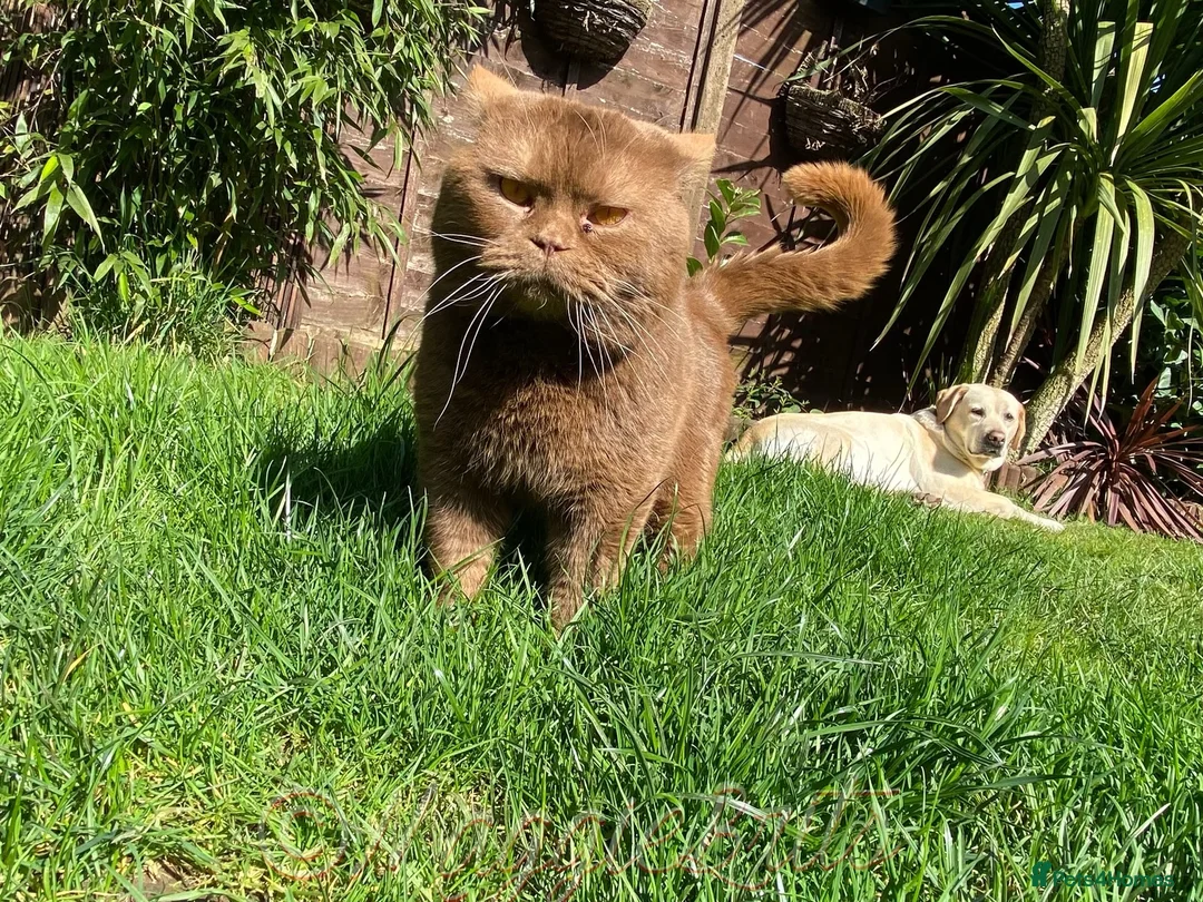 British Shorthair cats for stud: Supreme Grand Champion 🥇🏆🏅 in Northolt - Advert 11