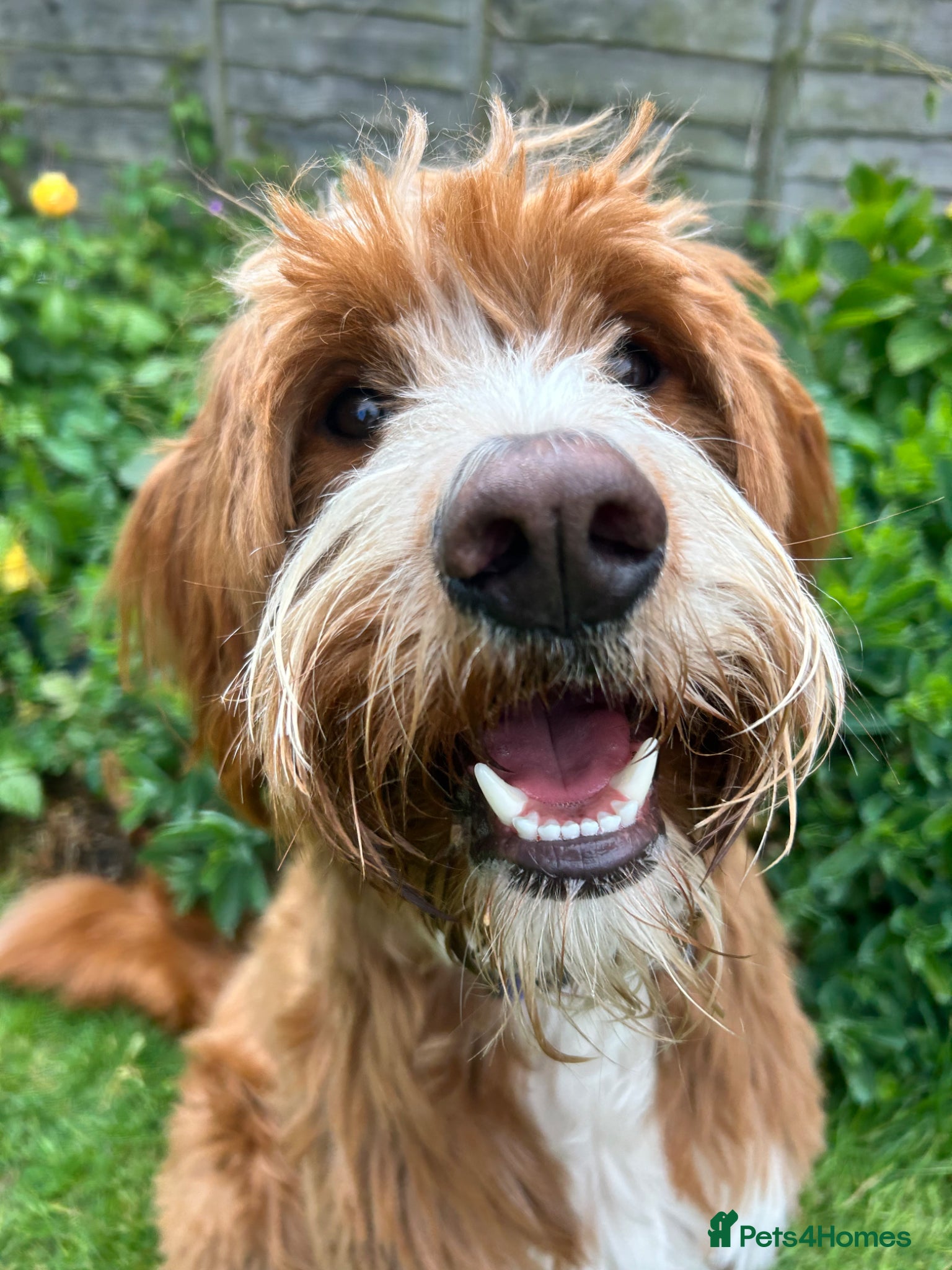 Labradoodle dogs Stunning Fox Red Labradoodle Stud - Advert 1