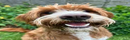 Labradoodle dogs for stud: *Health Checked* Stunning Fox Red Labradoodle Stud - Advert 6