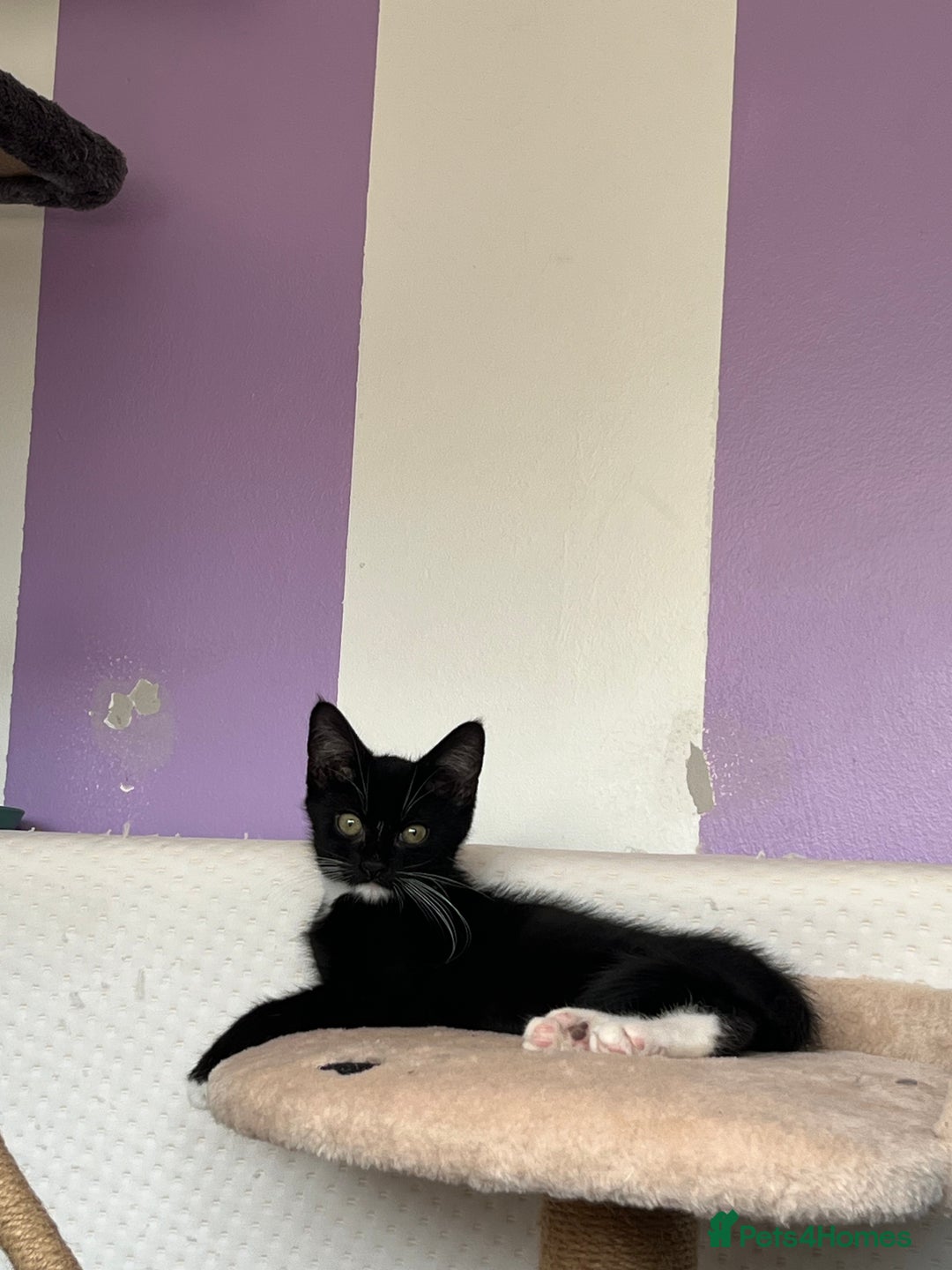 Domestic Shorthair cats for sale: Kittens - Image 7