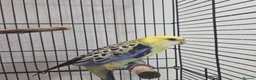 Parrots birds for sale: Pale rosetta  - Advert 1