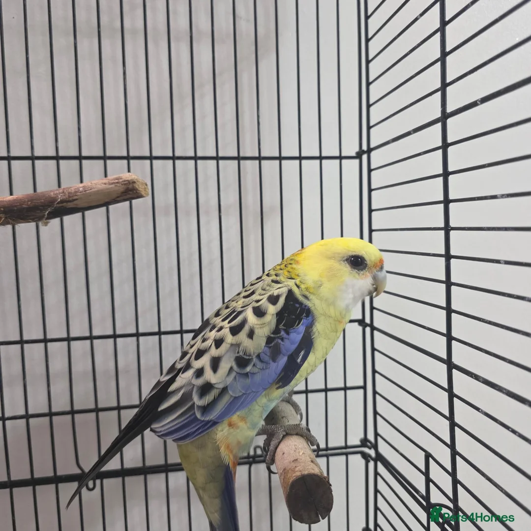 Parrots birds for sale: Pale rosetta  - Advert 1