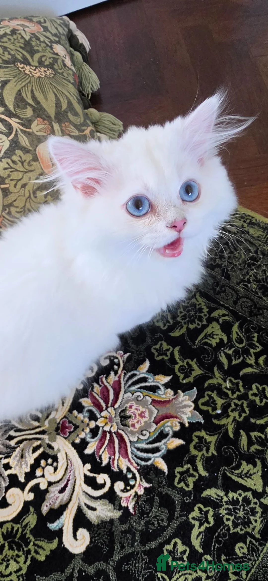 British Longhair cats for sale: British long hair boy - Advert 2