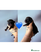 French Bulldog dogs KC Reg Frenchies fluffy carriers! 1BOY left - Advert 4