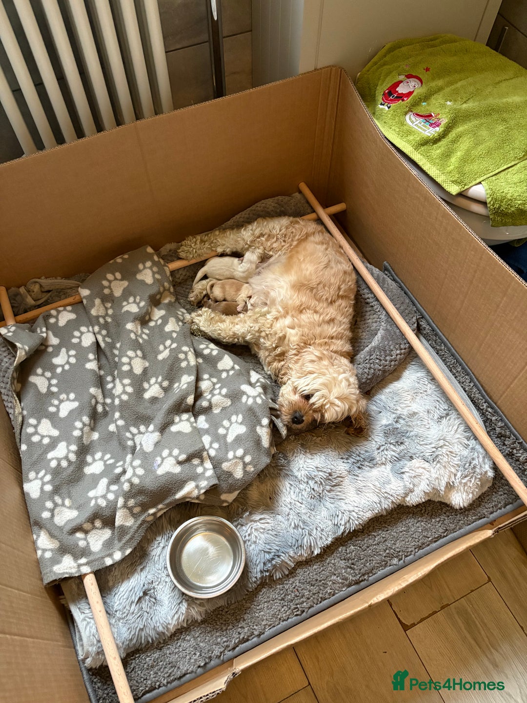 Mixed Breed dogs for sale: Cavachon x Chihuahua / healthy pups - Advert 4