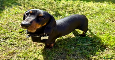 Dachshund dogs - Advert 2