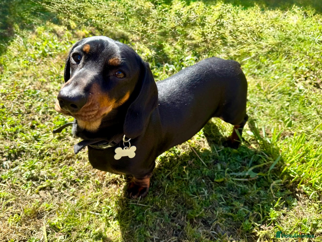 Dachshund dogs for sale: 2 dachshund sisters looking for new home - Image 3
