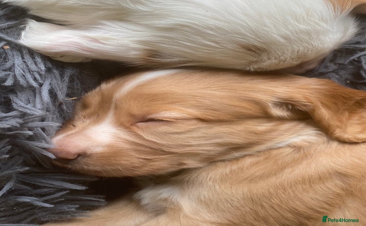 Cocker Spaniel dogs - Advert 3