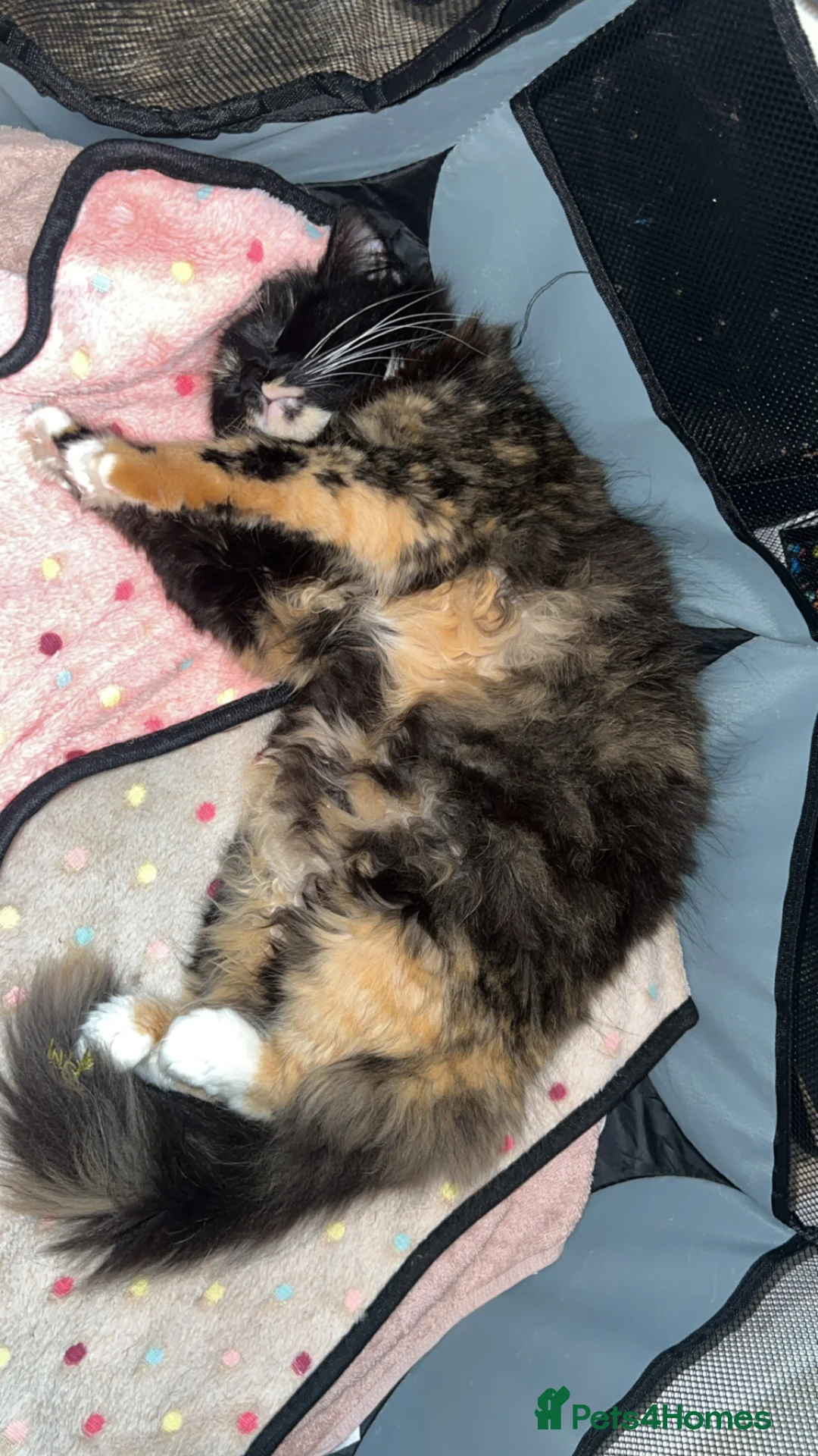 Mixed Breed cats for sale: 2 beautiful ginger boys left  - Advert 1