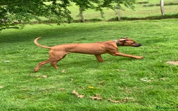 Rhodesian Ridgeback dogs for sale: Rocco and Roman  - Image 12