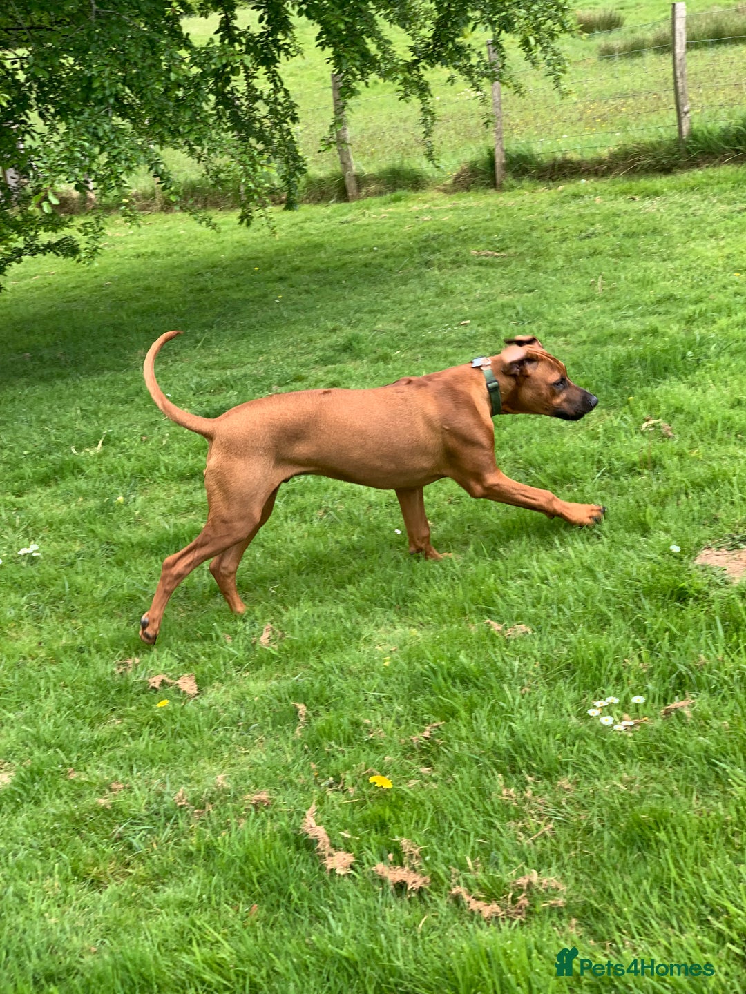 Rhodesian Ridgeback dogs for sale: Rocco and Roman  - Image 12