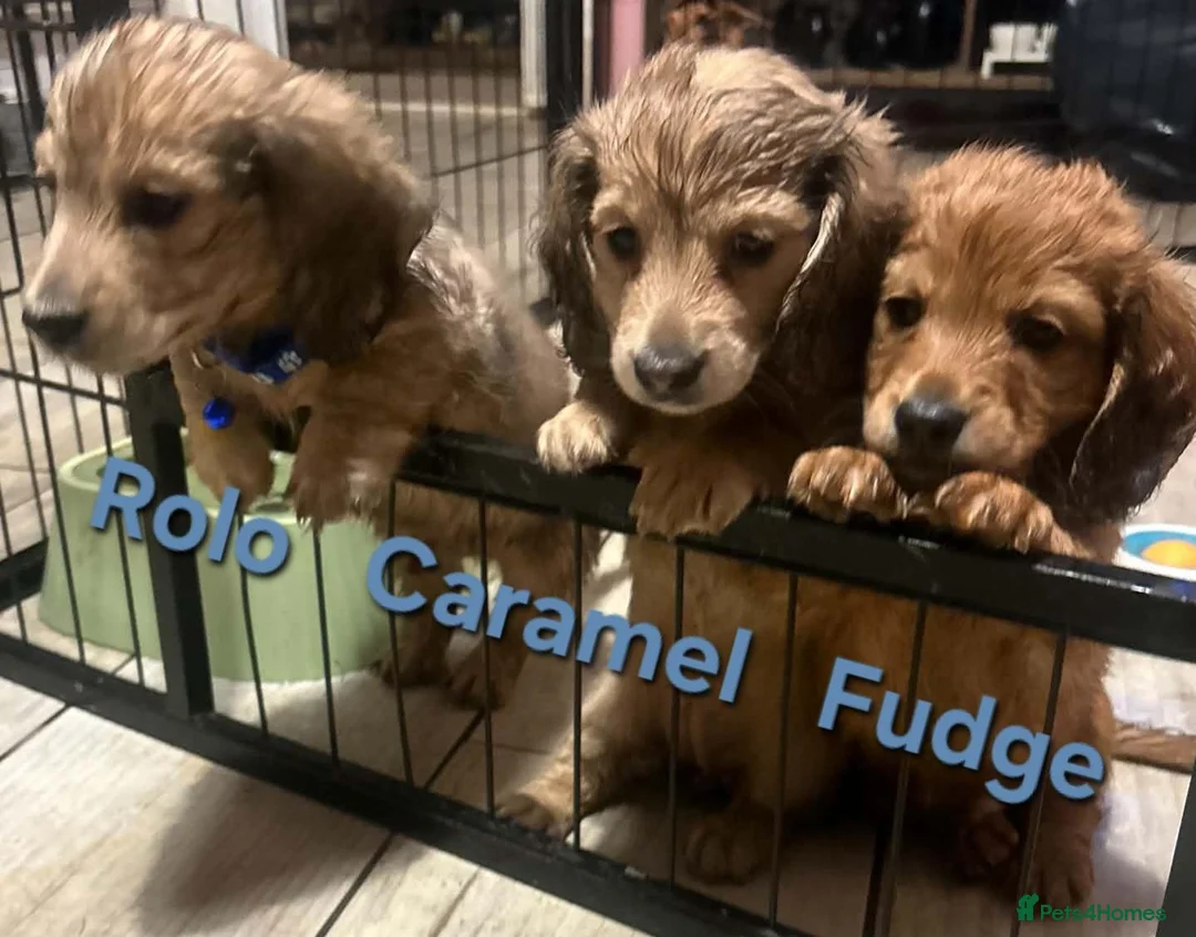 Dachshund dogs for sale: 4 Long Haired Mini Dachshunds beautifully stunning - Advert 2