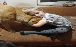 German Shepherd dogs for adoption: Sheila’s Story: Left Alone, Still Waiting for Love - Image 5