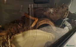 Corn Snake reptiles for sale: Corn snake and viv/accessories  - Image 3