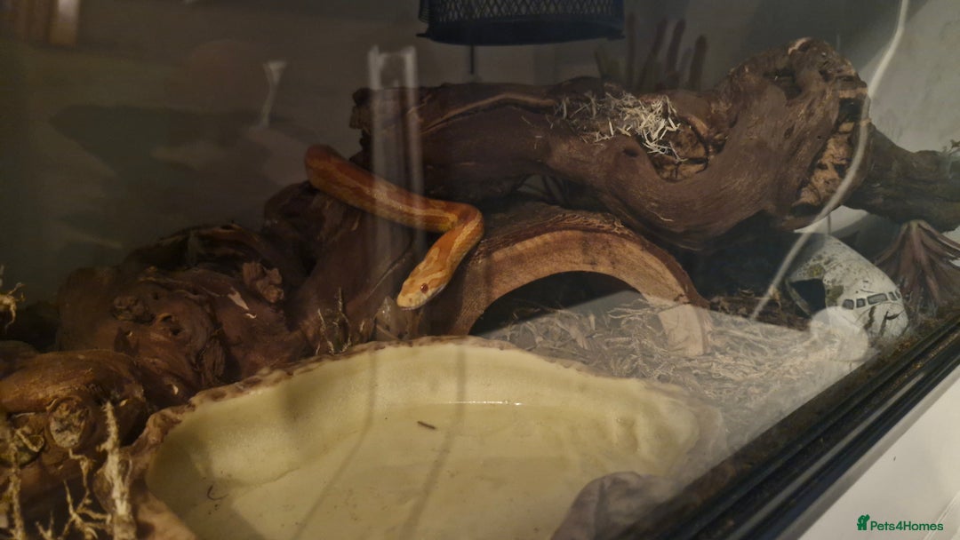 Corn Snake reptiles for sale: Corn snake and viv/accessories  - Image 3