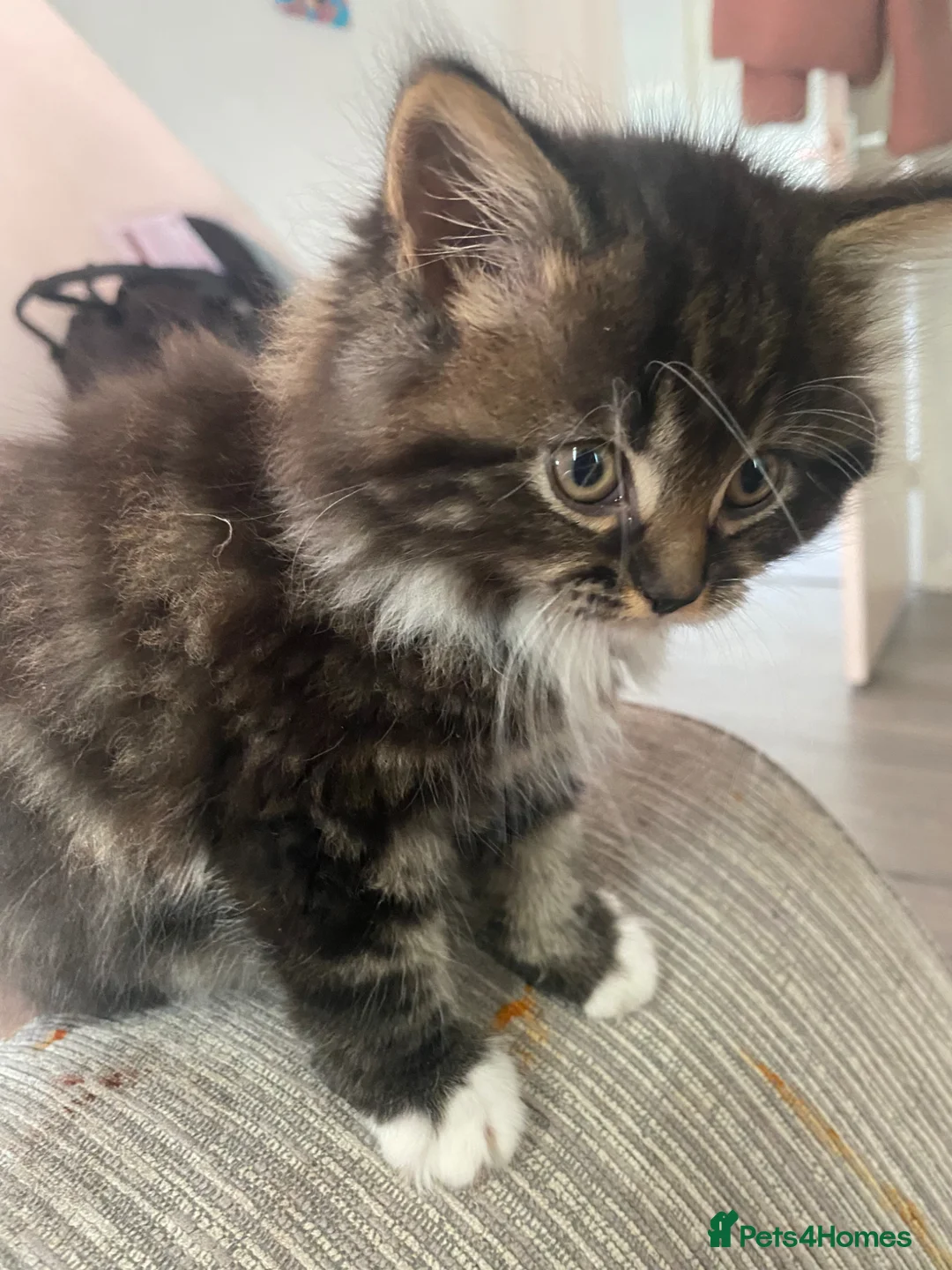 Mixed Breed cats for sale: Gorgeous kittens for sale   - Advert 1