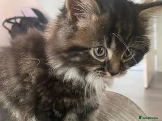 Mixed Breed cats Gorgeous kittens for sale - Advert 5