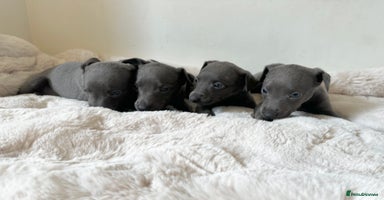 Whippet dogs - Advert 5
