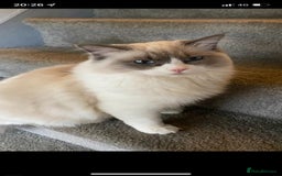Ragdoll cats for stud: Active Gccf Blue bi Ragdoll in Grantham - Image 8