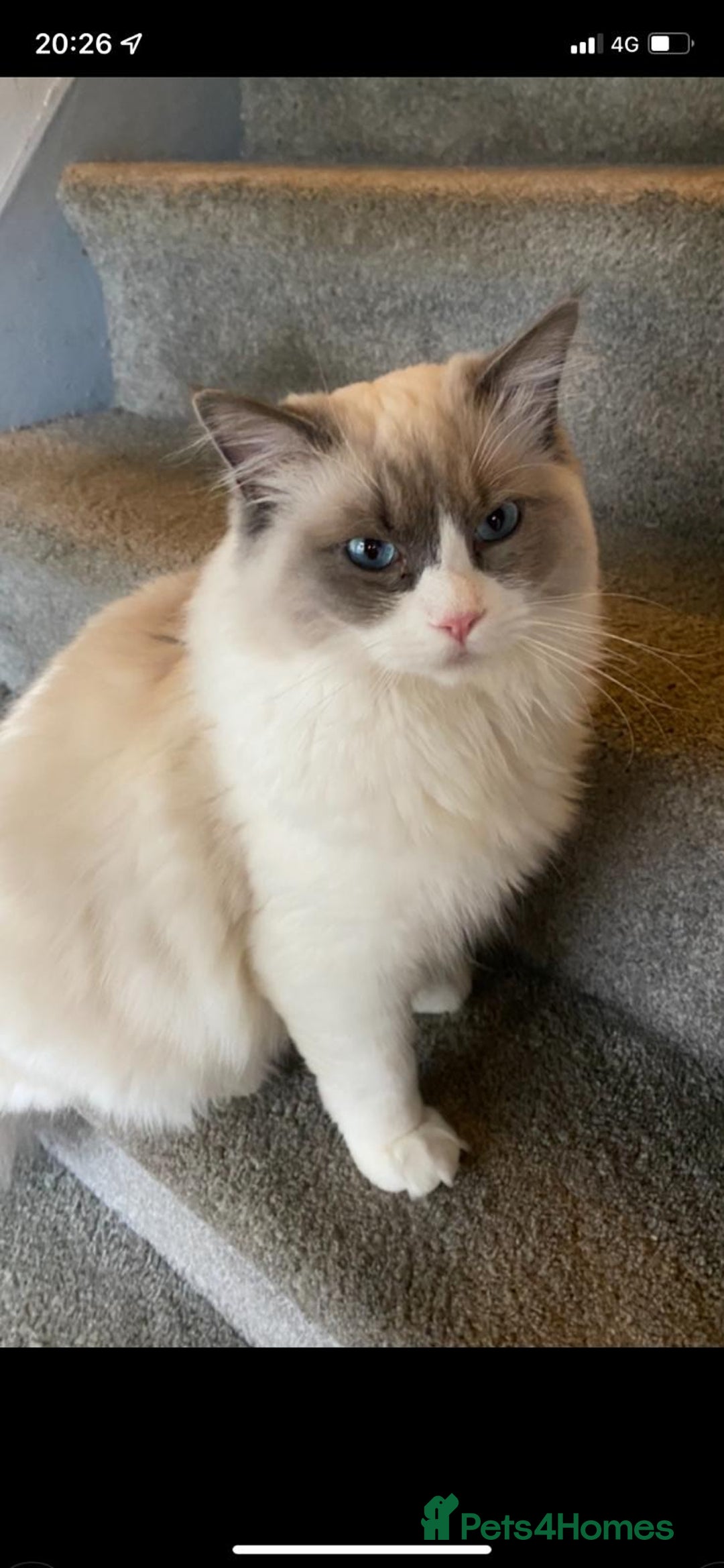 Ragdoll cats for stud: Active Gccf Blue bi Ragdoll in Grantham - Image 8