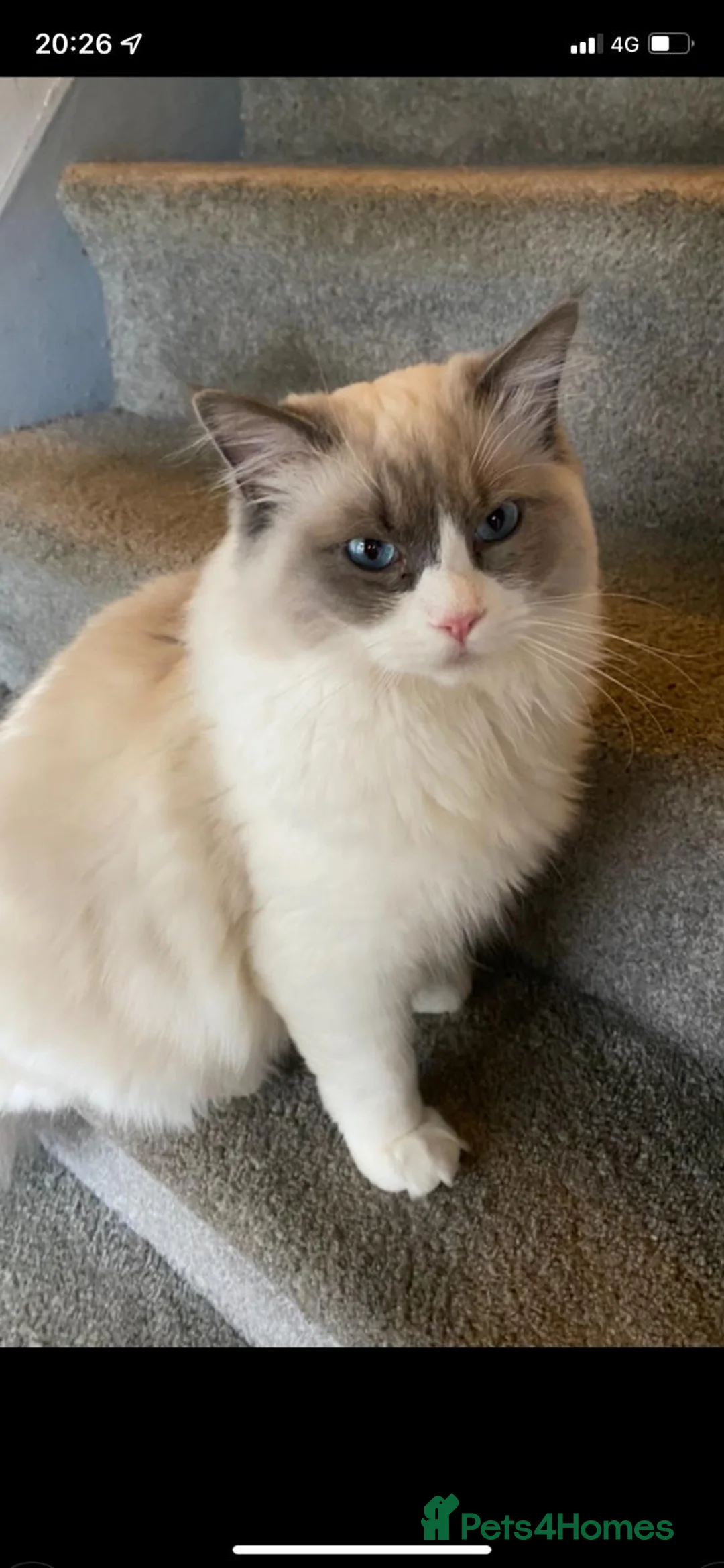 Ragdoll cats for stud: Active Gccf Blue bi Ragdoll in Grantham - Advert 8